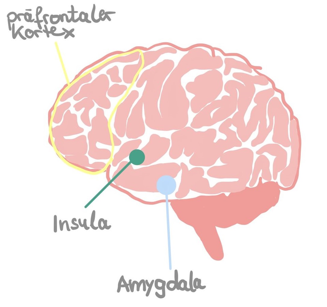 Bild 3: Das Gehirn (Nur Illustrationszwecke, keine detailgetreue anatomische Darstellung) Bild 3: Das Gehirn (Nur Illustrationszwecke, keine detailgetreue anatomische Darstellung)