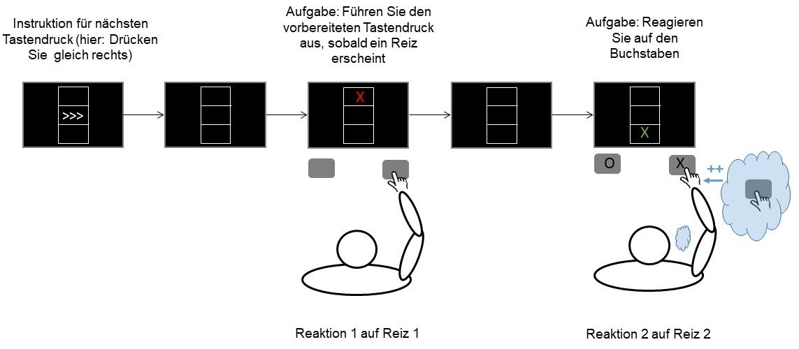 Bild 2: Bindungen zwischen Reizen und Reaktionen können entstehen, wenn eine Reaktion (Reaktion 1) auf einen Reiz (Reiz 1) ausgeführt wird. Wenn ein zweiter Reiz (Reiz 2) Eigenschaften des ersten Reizes (hier: die Form) wiederholt, ruft dies die gebundene Reaktion ab. Entspricht diese der geforderten Reaktion (Reaktion 2= Reaktion 1), beschleunigt dies die Ausführung der zweiten Reaktion (dargestellt durch „++“ im Bild). Bild 2: Bindungen zwischen Reizen und Reaktionen können entstehen, wenn eine Reaktion (Reaktion 1) auf einen Reiz (Reiz 1) ausgeführt wird. Wenn ein zweiter Reiz (Reiz 2) Eigenschaften des ersten Reizes (hier: die Form) wiederholt, ruft dies die gebundene Reaktion ab. Entspricht diese der geforderten Reaktion (Reaktion 2= Reaktion 1), beschleunigt dies die Ausführung der zweiten Reaktion (dargestellt durch „++“ im Bild).