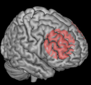 Abbildung 2: Darstellung des präfrontalen Kortex in rot. Quelle: Sven Mueller. Abbildung 2: Darstellung des präfrontalen Kortex in rot. Quelle: Sven Mueller.