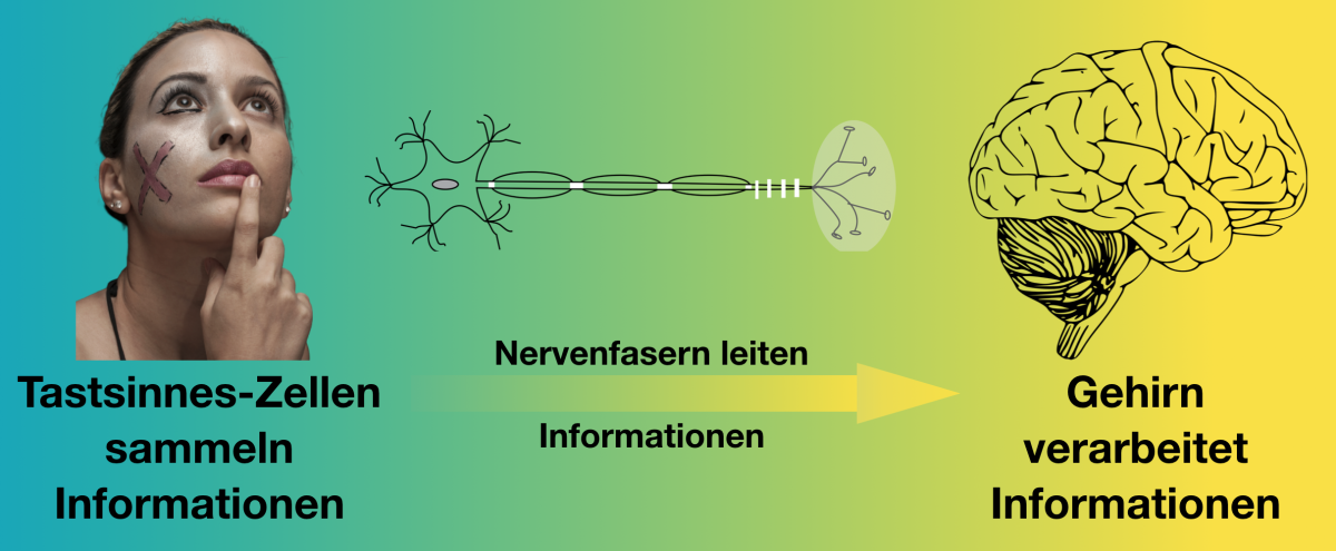 Bild 1: Tastsinneszellen in unserer Haut sammeln Informationen über die Umwelt.  Nervenfasern leiten diese Informationen an das Gehirn weiter, wo die Informationen verarbeitet werden.