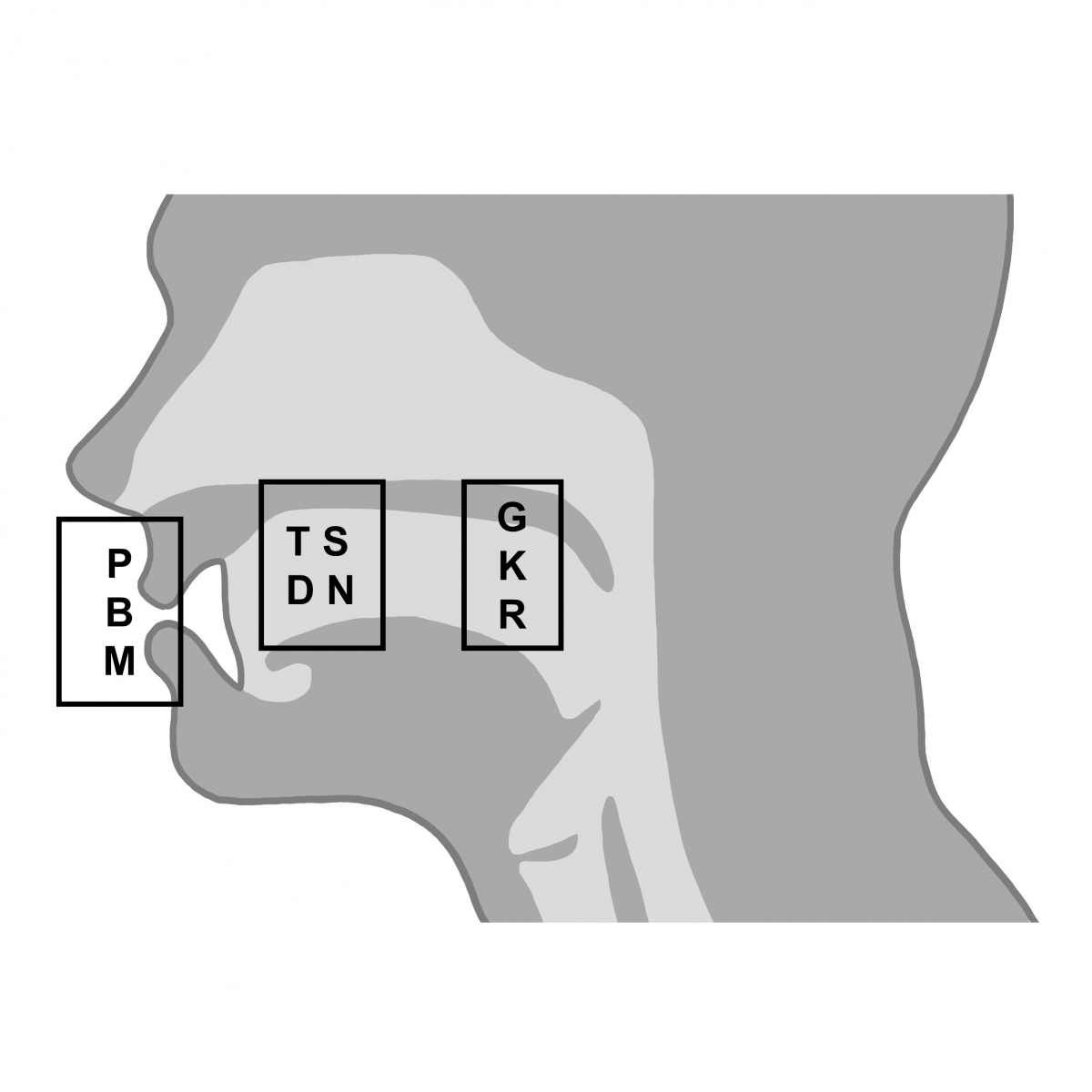 Bild 1: Konsonanten werden an unterschiedlichen Artikulationsorten im Mund ausgesprochen – zum Beispiel vorne an der Lippe, mit der Zunge am vorderen Gaumen, oder am hinteren Rachen. Bild 1: Konsonanten werden an unterschiedlichen Artikulationsorten im Mund ausgesprochen – zum Beispiel vorne an der Lippe, mit der Zunge am vorderen Gaumen, oder am hinteren Rachen.