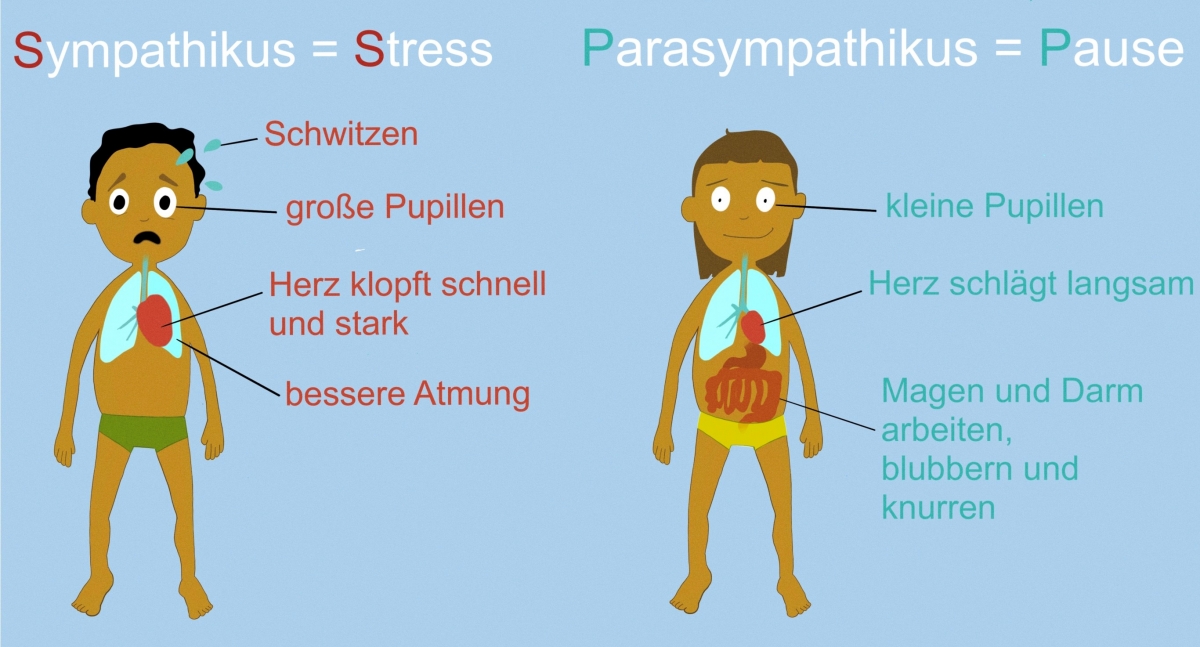 Bild 3: Sympathikus und Parasympathikus Bild 3: Sympathikus und Parasympathikus
