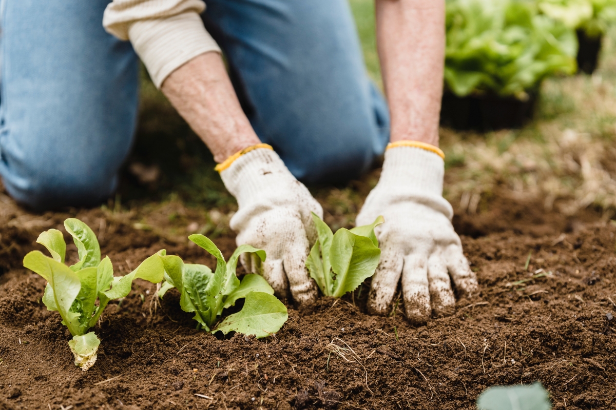 Bild 3: In einer Solidarischen Landwirtschaft packen Mitglieder auf dem Acker mit an. Bild 3: In einer Solidarischen Landwirtschaft packen Mitglieder auf dem Acker mit an.