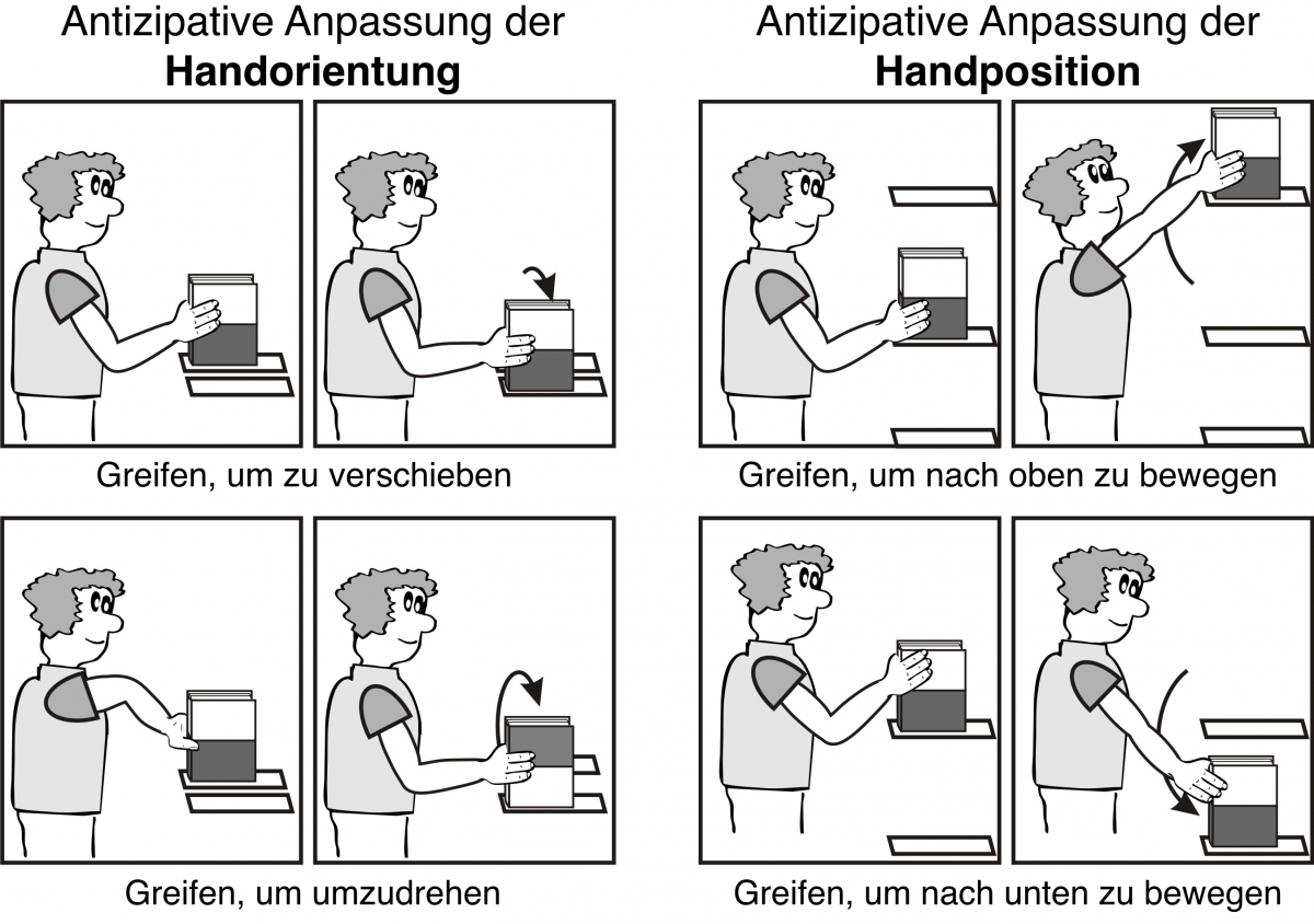 Abbildung 2. Die Abbildung zeigt wie Handorientierung (links) und Handposition (rechts) beim Greifen eines Gegenstandes an unterschiedliche Folgebewegungen angepasst werden. Links: Die Greiforientierung wird so gewählt, dass am Ende der Objektbewegung eine mittlere „komfortable“ Armstellung eigenommen wird („End-state Comfort Effect“, Rosenbaum et al., 1990). Rechts: Man greift ein Objekt eher am unteren Ende, wenn man es nach oben bewegen will und eher am oberen Ende, wenn man es nach unten bewegen will („Grasp Height Effekt“, Cohen & Rosenbaum, 2004). Translated reprint from New Ideas in Psychology, 31, Oliver Herbort, Optimal versus heuristic planning of object manipulations: A review and a computational model of the continuous end-state comfort effect, 291-301, Copyright (2013), with permission from Elsevier.