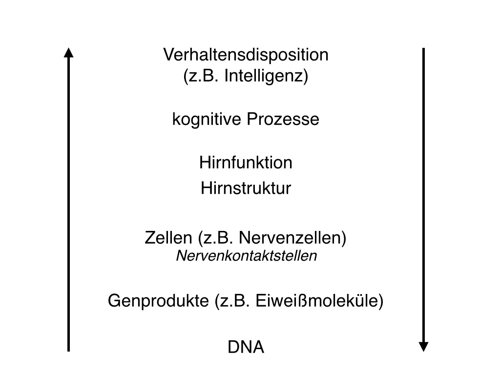 Abbildung 2: Verschiedene Betrachtungsebenen auf dem biologischen Pfad von der DNA bis zur Intelligenz. Die dargestellten Schritte sind grob aufgelöst, das heißt, dass wiederum andere Prozesse zwischen ihnen vermitteln, die nicht aufgelistet sind. © Sebastian Markett