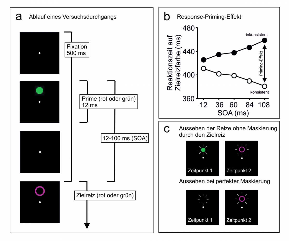 Abb. 2: Illustration des Response-Priming-Paradigmas. (a) zeigt einen typischen Versuchsdurchgang: 500 ms nach dem Fixationspunkt wird ein Zielreiz präsentiert, der möglichst schnell kategorisiert werden muss (z. B. als rot oder grün). Kurz vorher (abhängig vom SOA) erscheint ein Prime, entweder aus derselben Antwortkategorie wie der Zielreiz (konsistent) oder einer anderen (inkonsistent). (b) zeigt den typischen Response-Priming-Effekt. Die Reaktionszeiten bezüglich des Zielreizes sind kürzer in konsistenten Durchgängen als in inkonsistenten Durchgängen. Der Effekt nimmt typischerweise mit dem SOA zu. (c) illustriert das